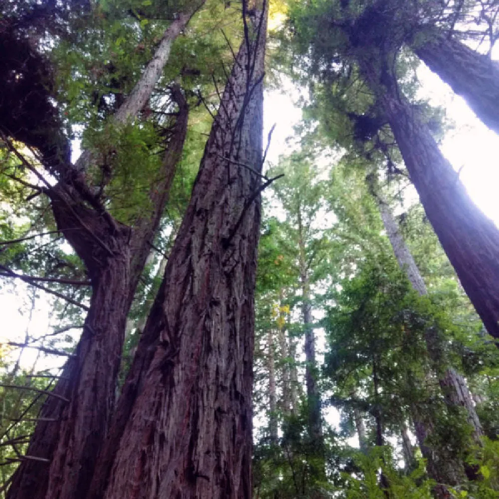 Big Trees Indian Preserve