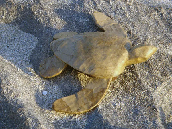 Biodegradable Paper Turtle Mini Water Burial Urn