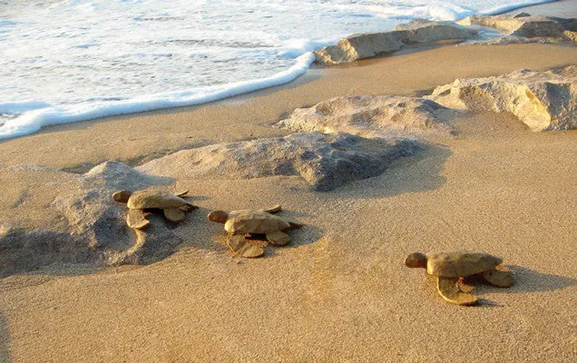 Biodegradable Paper Turtle Mini Water Burial Urn
