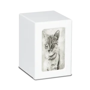 MEDIUM PY06 -White- Tabby Cat