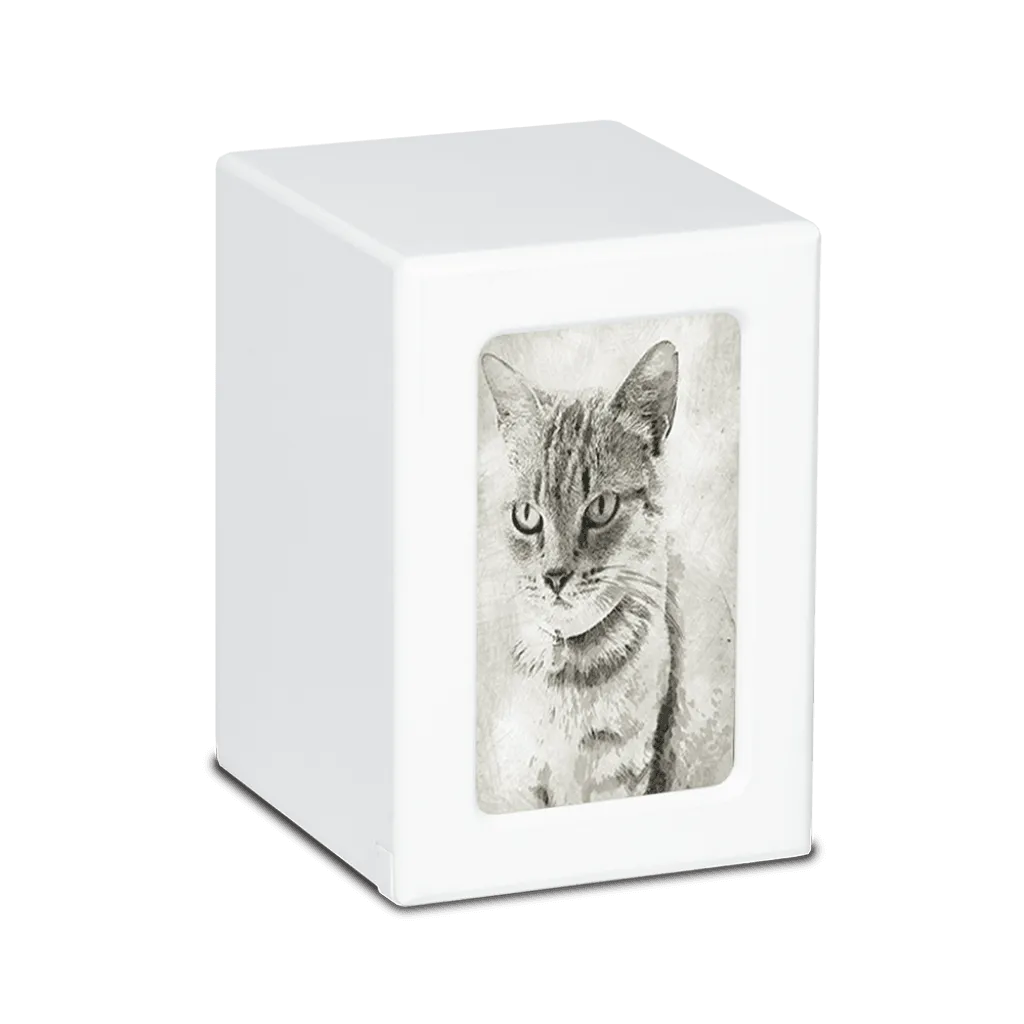 MEDIUM PY06 -White- Tabby Cat