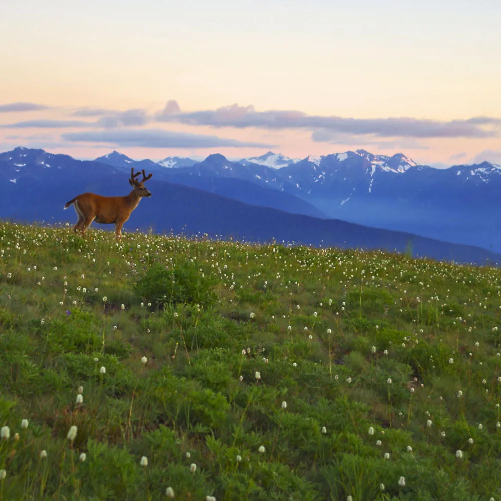 Olympic National Park