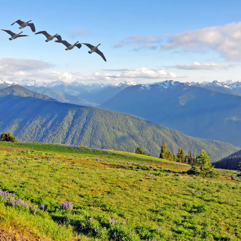 Olympic National Park