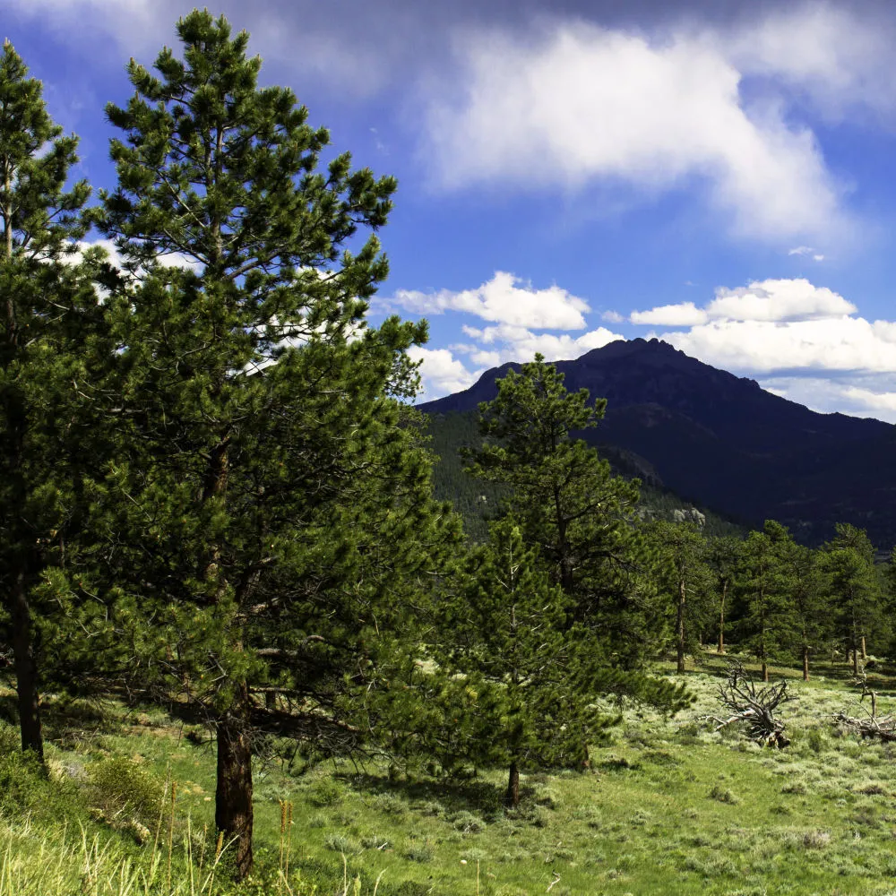 Upper Beaver Meadows