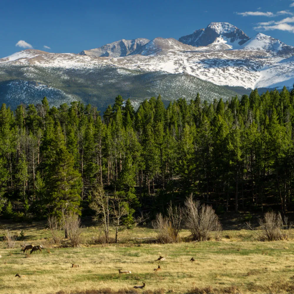 Upper Beaver Meadows